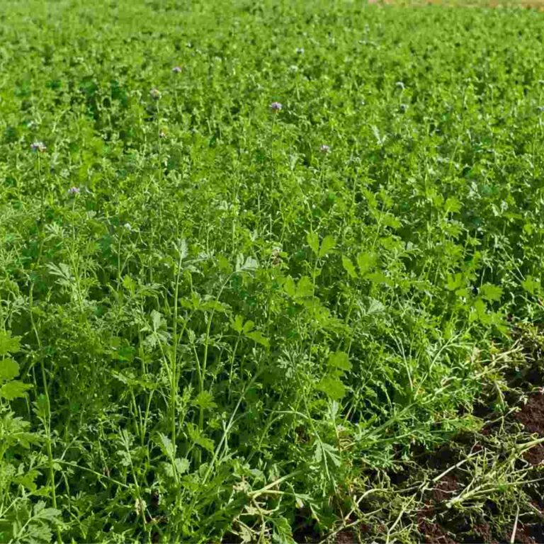Green Manure Guide: Best Crops, Timing and Nitrogen Gains