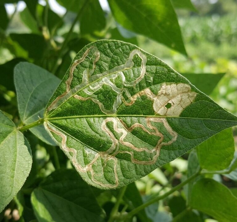 What Are Leaf Miners and How to Stop Them